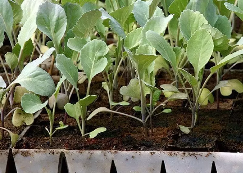 Технологія вирощування білокачанної і цвітної капусти