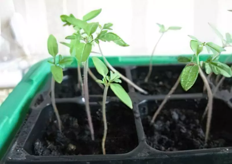 Як виростити розсаду помідор на підвіконні 1