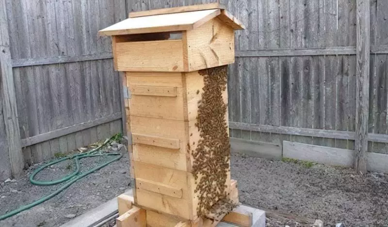 Вулики для бджіл: типи, виготовлення, схеми 1