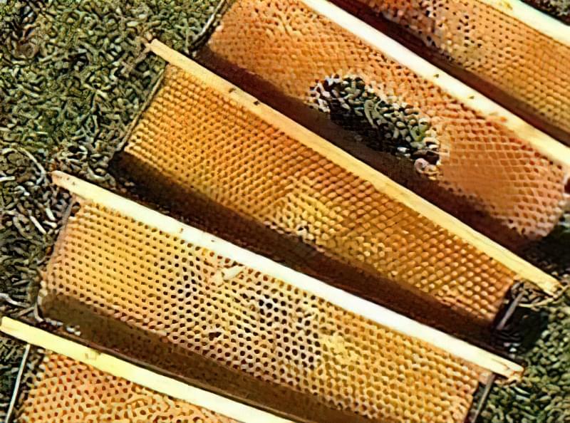 Вулики для бджіл: типи, виготовлення, схеми 2