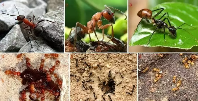 Поширені види мурах