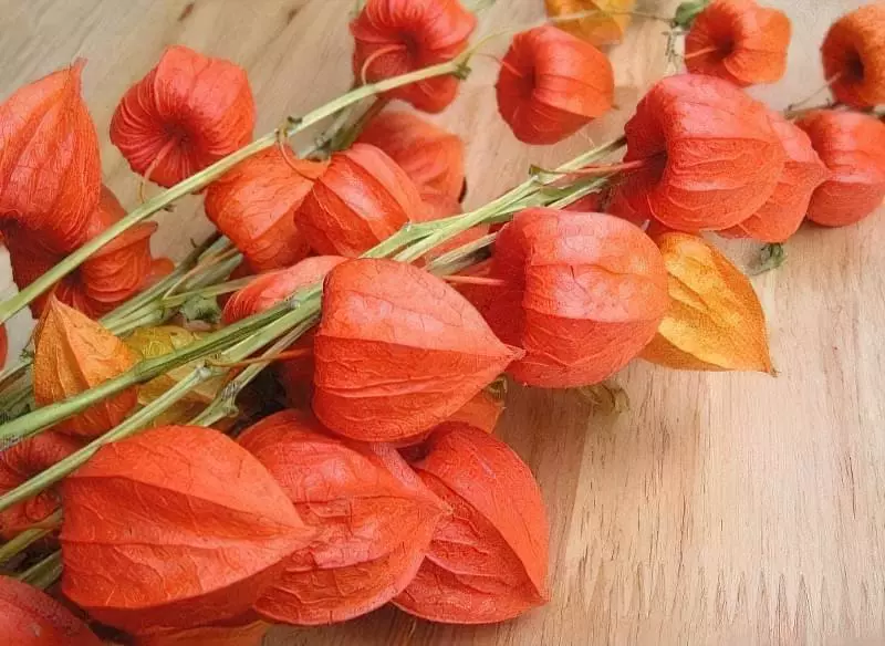 Квіти-сухоцвіти: 20 найкрасивіших рослин та ідеї композицій 14