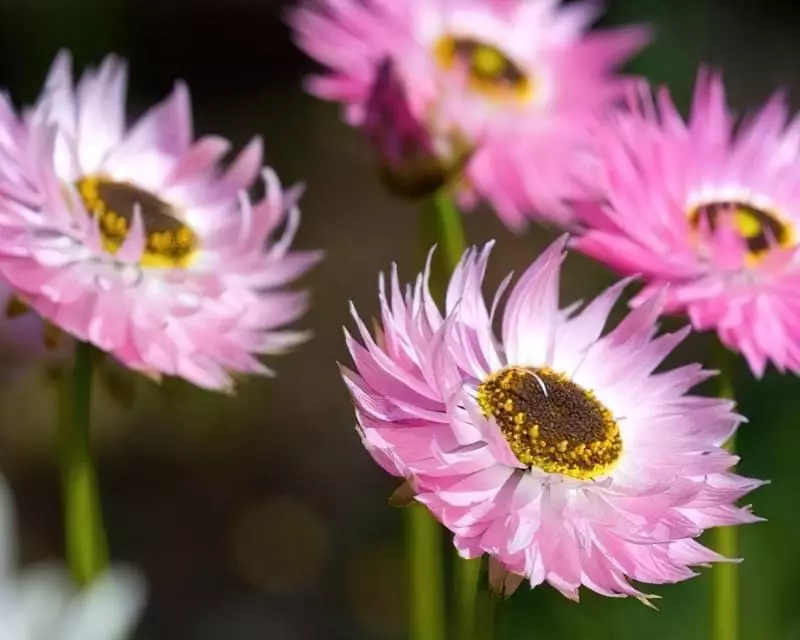 Квіти-сухоцвіти: 20 найкрасивіших рослин та ідеї композицій 3