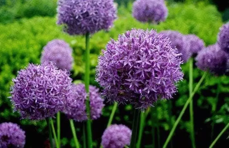 Квіти-сухоцвіти: 20 найкрасивіших рослин та ідеї композицій 18