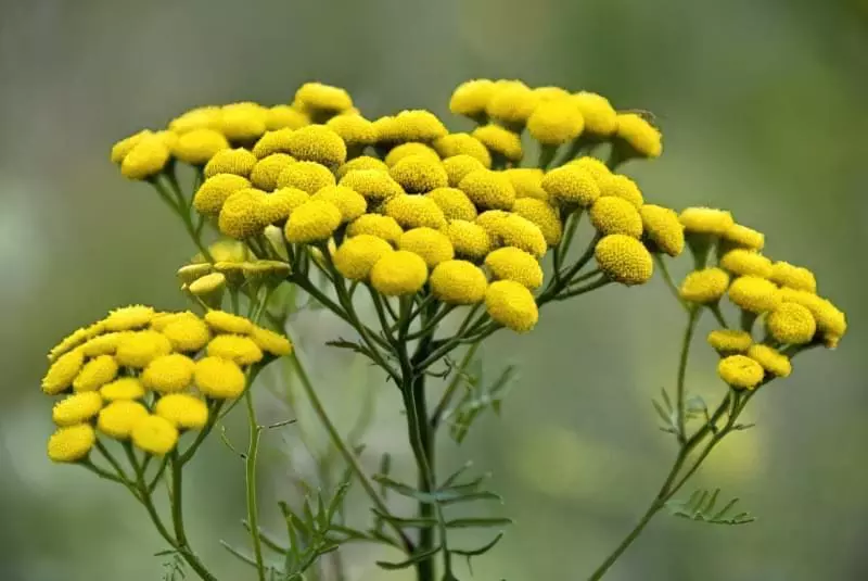 Квіти-сухоцвіти: 20 найкрасивіших рослин та ідеї композицій 20