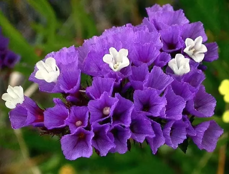 Квіти-сухоцвіти: 20 найкрасивіших рослин та ідеї композицій 5
