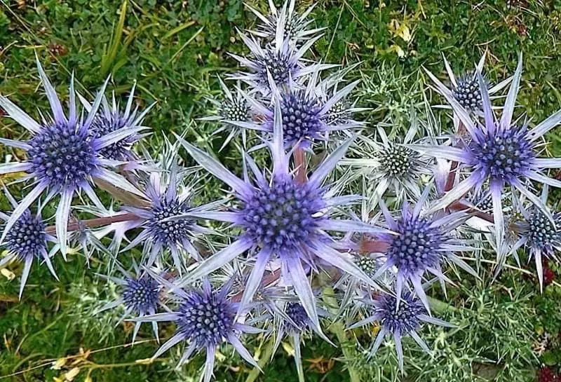 Квіти-сухоцвіти: 20 найкрасивіших рослин та ідеї композицій 13