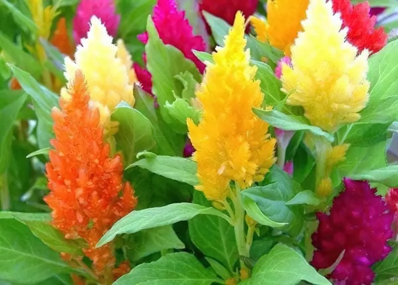 Квіти-сухоцвіти: 20 найкрасивіших рослин та ідеї композицій 11