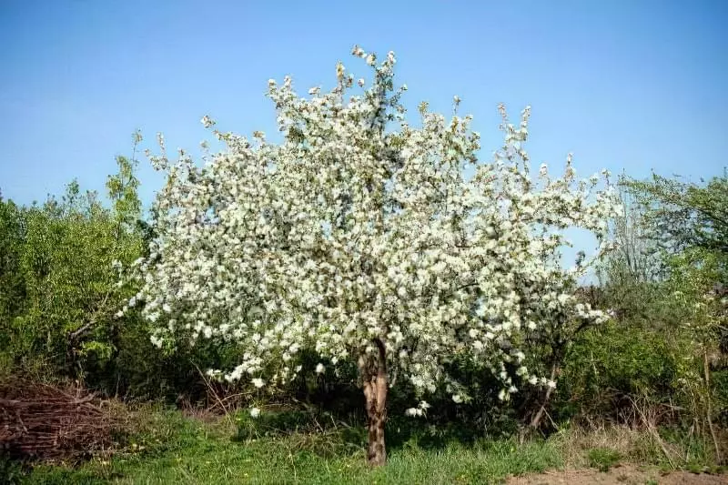 Цвітіння яблуні Зірочка навесні