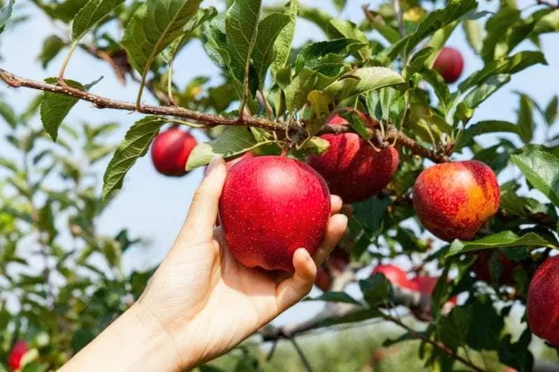 Догляд за яблунями восени: головні моменти 2