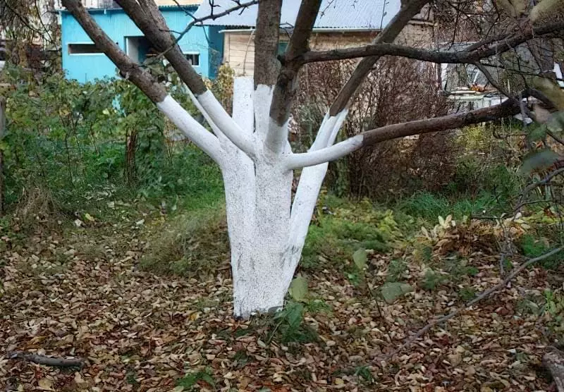 Фото стовбура дерева після побілки