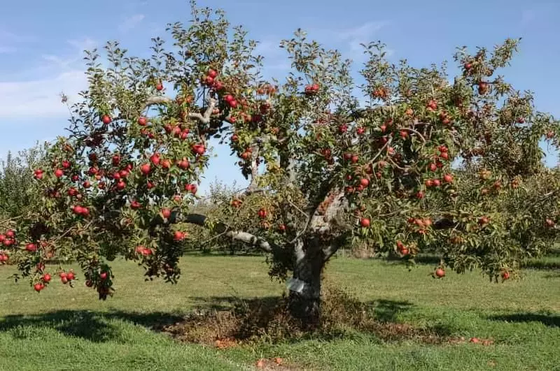 Яблуня, що росте в саду