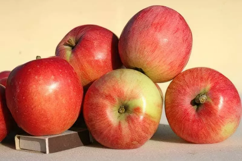Обробка яблунь від хвороб: поради фахівців 1