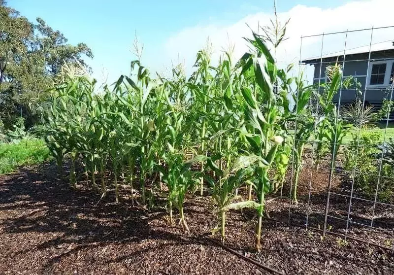Вирощування кукурудзи: особливості та поради 5