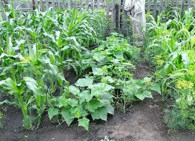 Вирощування кукурудзи: особливості та поради 6