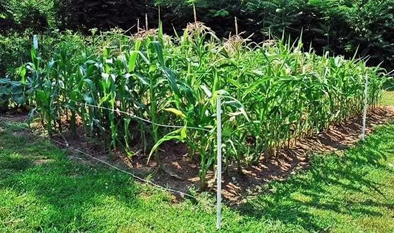 Вирощування кукурудзи: особливості та поради 7