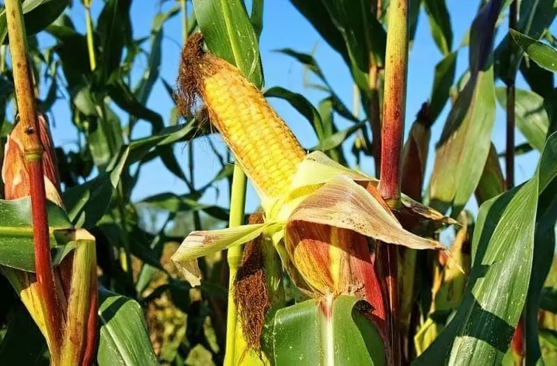 Вирощування кукурудзи: особливості та поради 20