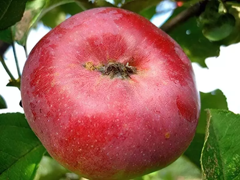 Посадка яблуні восени: поради новачкам 2