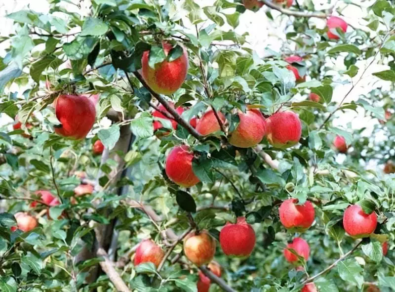 Яблука, що ростуть на дереві