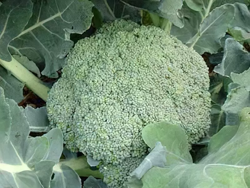 Вирощування броколі: посів та догляд 2