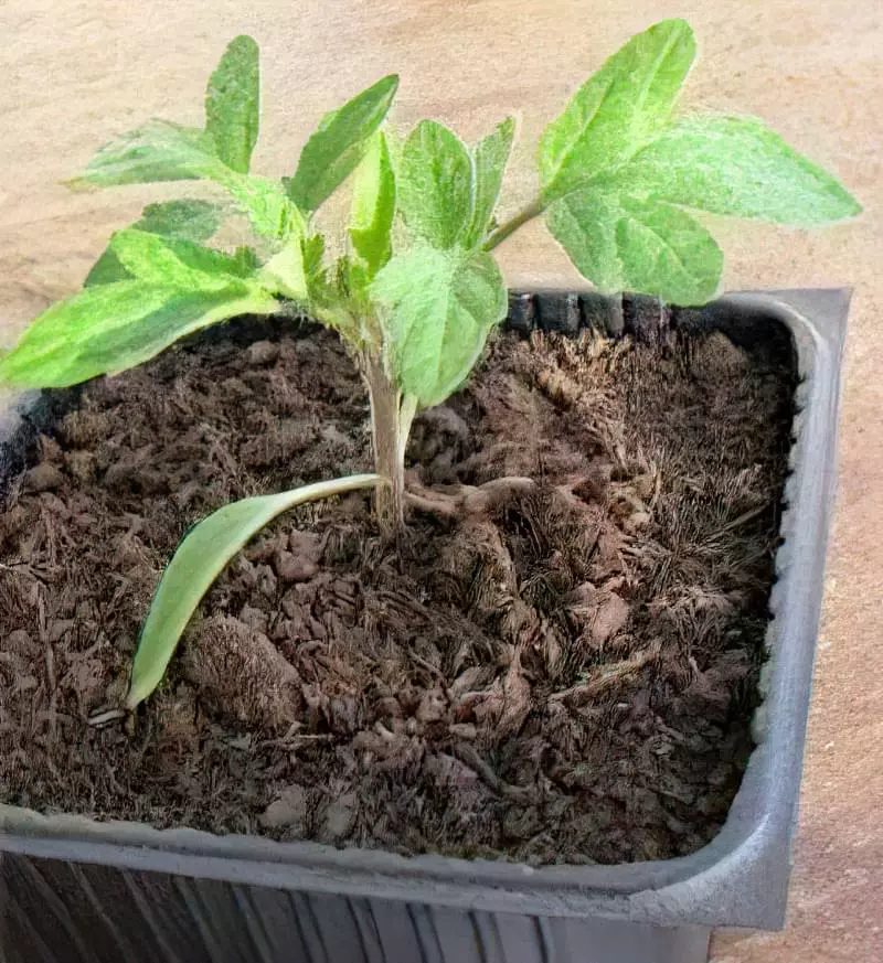 Технологія вирощування томатів 2