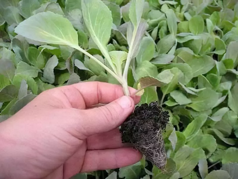 Вирощування розсади капусти 2