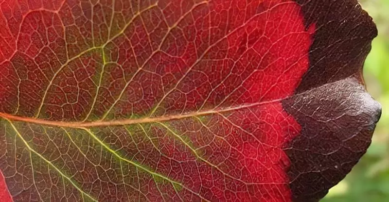 Чому червоніє листя груші 3