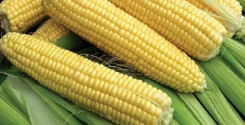 Цукрова кукурудза: вирощування та особливості 3