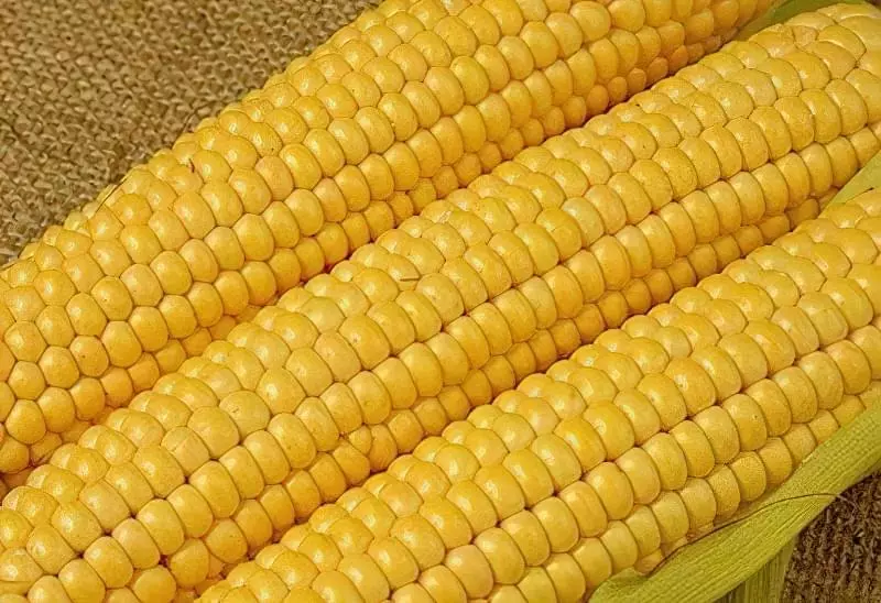 Цукрова кукурудза: вирощування та особливості 2