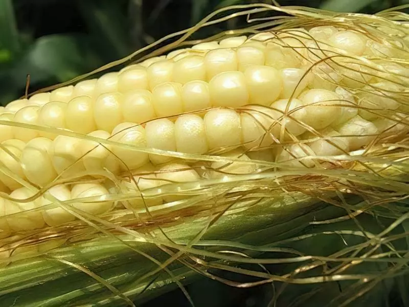 Цукрова кукурудза: вирощування та особливості 21