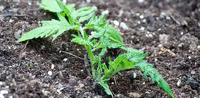 Десять міфів про вирощування томатів 2