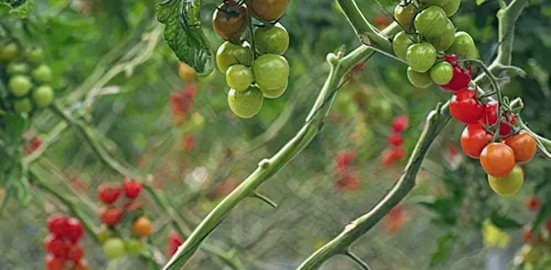 Десять міфів про вирощування томатів 14