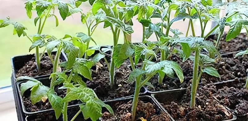 Десять міфів про вирощування томатів 1