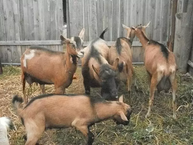 Особливості та догляд за козами чеської породи 21