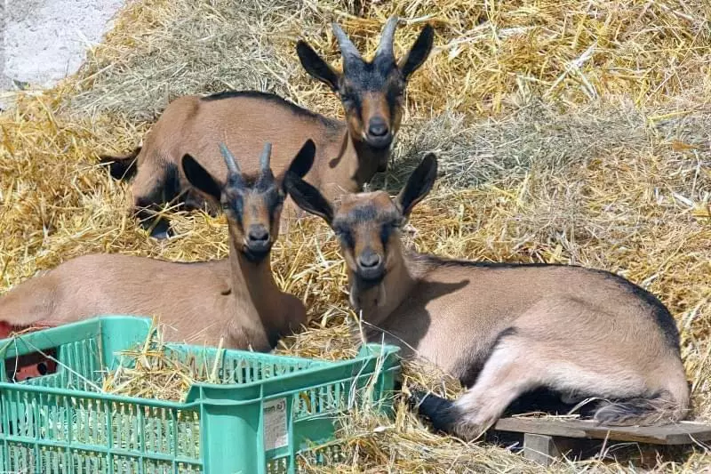Особливості та догляд за козами чеської породи 3