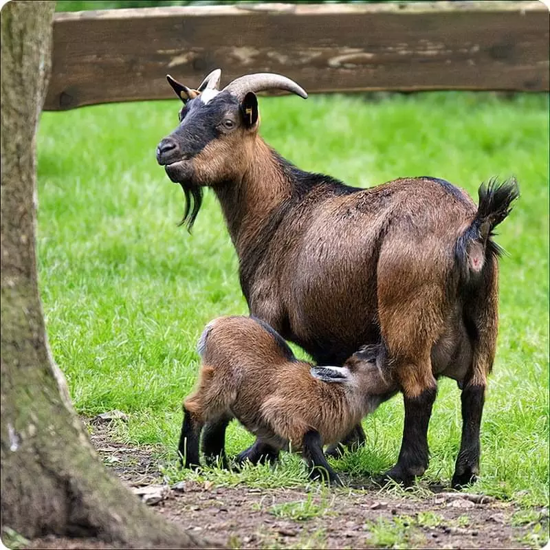 Особливості та догляд за козами чеської породи 4