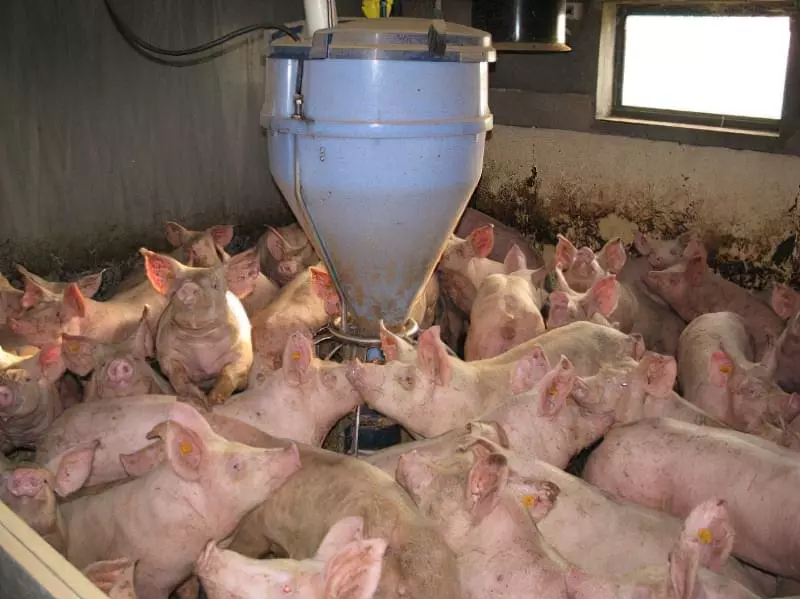 Про найбільш ефективні схеми відгодівлі свиней 15