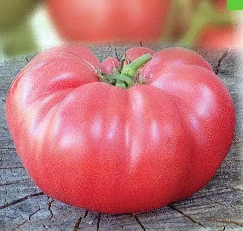 Сорт томатів Рожевий Слон: характеристика, опис, правила вирощування 22