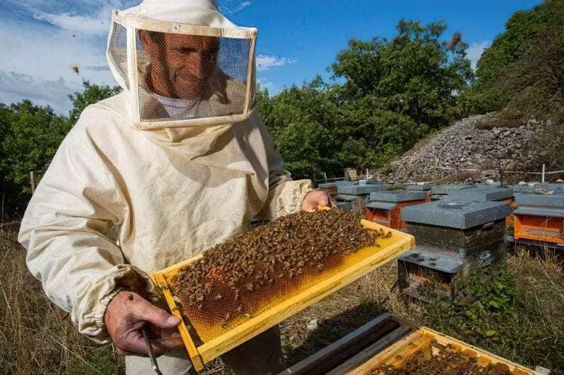 З чого почати бджільництво: інструкція для початківців 18