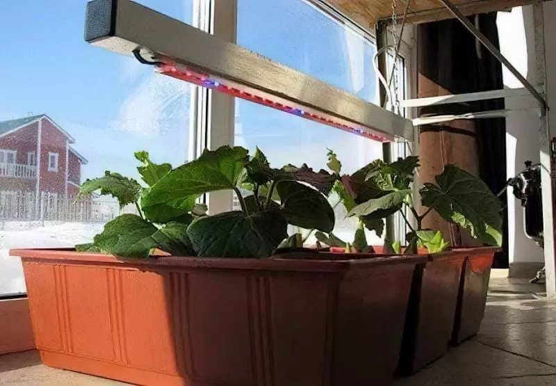 Чи можна виростити огірки на підвіконні чи балконі взимку 14