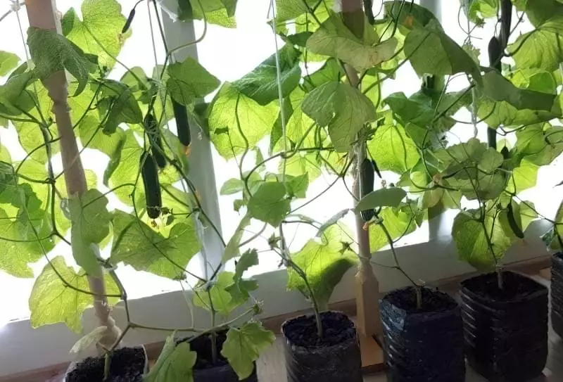 Чи можна виростити огірки на підвіконні чи балконі взимку 10