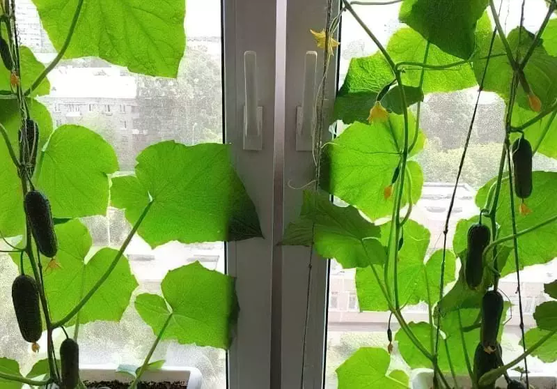 Чи можна виростити огірки на підвіконні чи балконі взимку 1