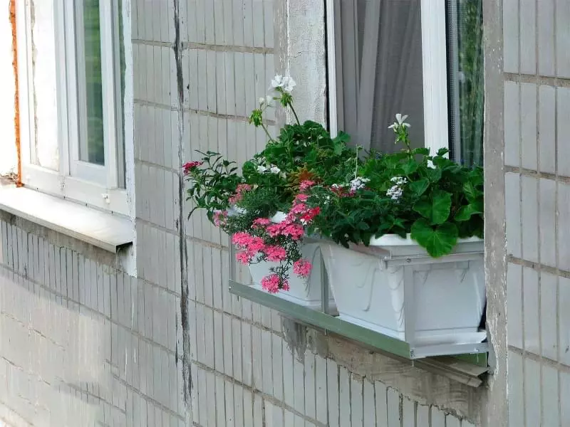 Квіти за вікном: кріплення, вибір, догляд 4