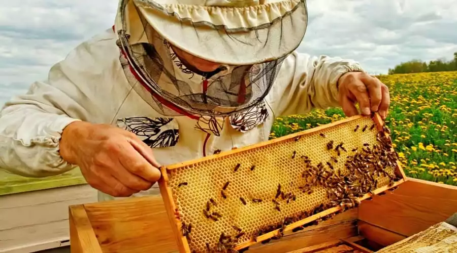 Роїння бджіл та його вплив на життя бджіл і пасічників 3