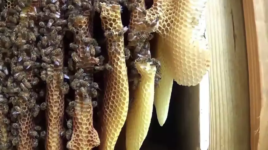 Роїння бджіл та його вплив на життя бджіл і пасічників 1