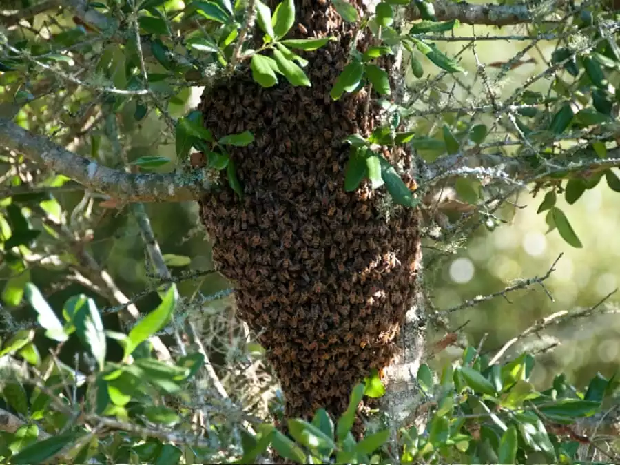 Роїння бджіл та його вплив на життя бджіл і пасічників 18