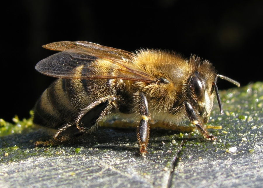 Породи бджіл: види та особливості їх використання 27