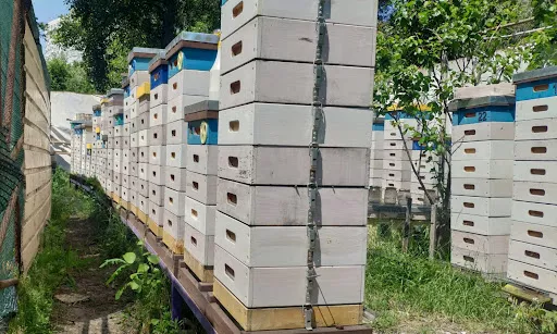 Типи вуликів: порівняння конструкцій та їх переваги 4