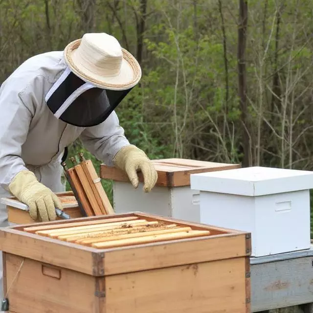 Обладнання та інвентар пасічника: від простого до професійного 2